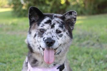 Estelle -  Shiba Inu Dog for Adoption in Ilderton, Ontario - Estelle | PetCurious