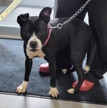 Rescue Pit Bull Terrier Dogs for Adoption in La Porte, Indiana - Yasmin | PetCurious