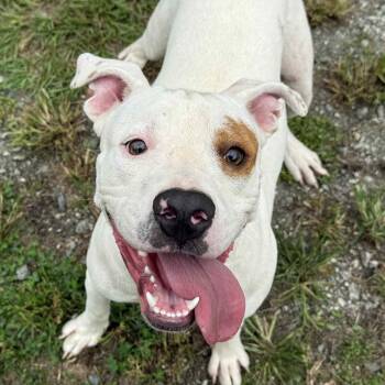 Rescue Mixed Breed Dogs for Adoption in Hamilton, Georgia - Uno | PetCurious