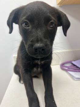 Maine (Mx5) -  Shepherd Dog Available for Adoption in Hartsville, South Carolina - Maine (Mx5) | PetCurious