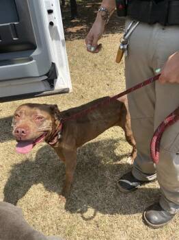 COCOA -  American Staffordshire Terrier Dog for Adoption in Oklahoma City, Oklahoma - COCOA | PetCurious