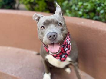 Rescue Mixed Breed Dogs for Adoption in New York, New York - Willow | PetCurious
