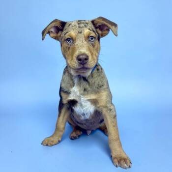 Australian Shepherd Dogs Available for Adoption in Alvin, Texas - Coreopsis | PetCurious