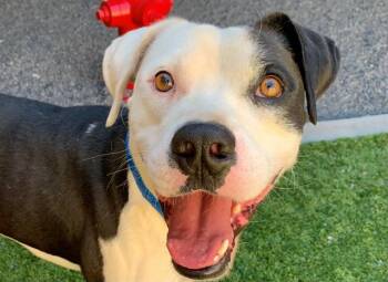 SAVE ME PLEASE Patrick - IDA552639 -  Pit Bull Terrier Dog for Adoption in San Marcos, California - SAVE ME PLEASE Patrick - IDA552639 | PetCurious