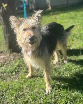 Rescue German Shepherd Dog and Schnauzer Dogs for Adoption in Morton Grove, Illinois - Scout | PetCurious