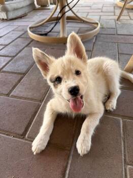 Cookie Dough -  Siberian Husky Dog for Adoption in Fullerton, California - Cookie Dough | PetCurious