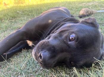 Rescue Labrador Retriever Dogs for Adoption in San Antonio, Texas - BEAR | PetCurious