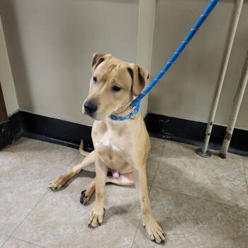 Pit Bull Terrier and Labrador Retriever Dogs Available for Adoption in Teterboro, New Jersey - Mozzie | PetCurious