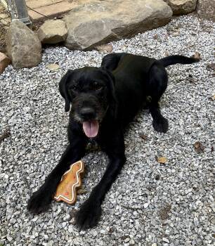 Jasper -  Giant Schnauzer Dog for Adoption in Grand Rapids, Michigan - Jasper | PetCurious