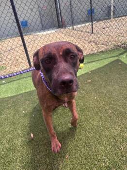 GWYNN -  Mixed Breed Dog for Adoption in Jacksonville, Florida - GWYNN | PetCurious