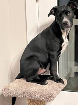 Australian Shepherd and Boxer Dogs Available for Adoption - Max | PetCurious