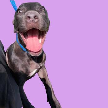 Tiana -  Pit Bull Terrier Dog for Adoption in Blue Ridge, Georgia - Tiana | PetCurious