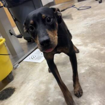 Pooh - 100301U-2 -  Rottweiler and Mixed Breed Dog for Adoption in Tupelo, Mississippi - Pooh - 100301U-2 | PetCurious