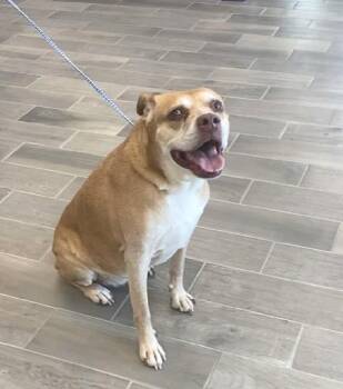 Rescue Pit Bull Terrier and Shepherd Dogs for Adoption in Nevada, Missouri - Rory | PetCurious