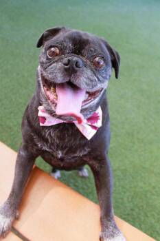 Watson -  Pug Dog for Adoption in Gardena, California - Watson | PetCurious