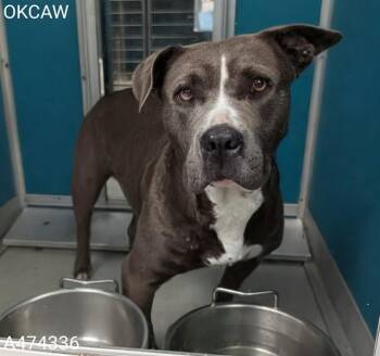 Pit Bull Terrier and Mixed Breed Dogs Available for Adoption in Oklahoma City, Oklahoma - A474336 | PetCurious