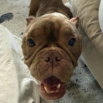 Posey -  American Bully Dog for Adoption in Cornelius, North Carolina - Posey | PetCurious