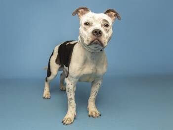 Pit Bull Terrier and Mixed Breed Dogs Available for Adoption in Phoenix, Arizona - FRANK | PetCurious