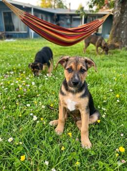 Soria -  Shepherd Dog for Adoption in Olympia, Washington - Soria | PetCurious