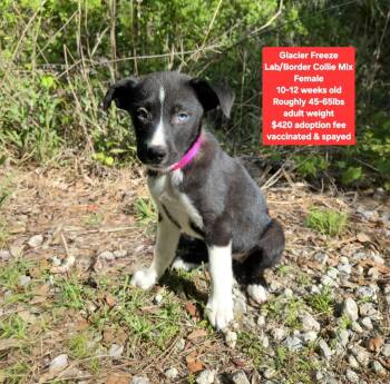 Labrador Retriever and Border Collie Dogs Available for Adoption - Glacier Freeze | PetCurious