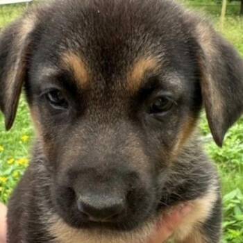 Padme -  Shepherd and Mixed Breed Dog for Adoption in Kansas City, Missouri - Padme | PetCurious
