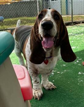 Boe -  Basset Hound Dog for Adoption in Warren, Michigan - Boe | PetCurious