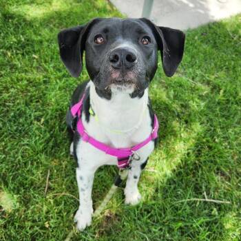 Juno -  Mixed Breed Dog for Adoption in Murray, Utah - Juno | PetCurious