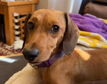 Pete -  Dachshund Dog for Adoption in Sioux Falls, South Dakota - Pete | PetCurious