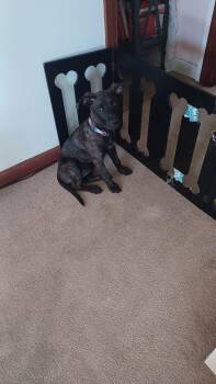 Rescue Boxer Dogs for Adoption - Piper | PetCurious