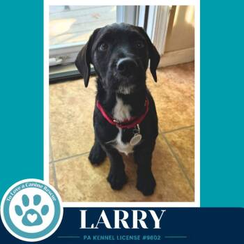 Larry ( L Crew) 102426 -  Labrador Retriever and Poodle Dog for Adoption in Kimberton, Pennsylvania - Larry ( L Crew) 102426 | PetCurious