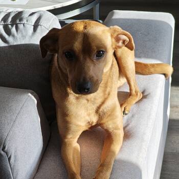 Jack Russell Terrier Dogs Available for Adoption in Columbia, South Carolina - Filson | PetCurious