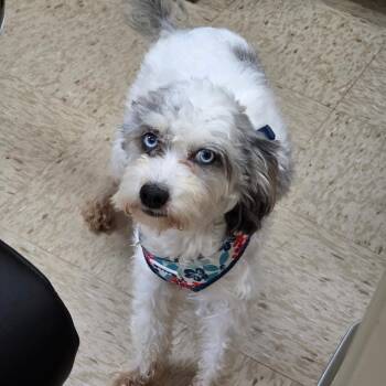 Louie -  Miniature Poodle Dog for Adoption in Breese, Illinois - Louie | PetCurious