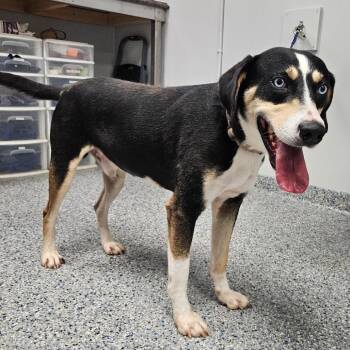 Ice -  Mixed Breed Dog for Adoption in Greenville, South Carolina - Ice | PetCurious