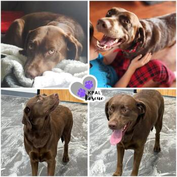 Missy - Pew Pew Litter Mom -  Labrador Retriever Dog for Adoption in Kenai, Alaska - Missy - Pew Pew Litter Mom | PetCurious