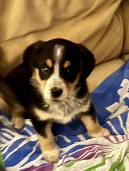 Bernese Mountain Dog and Australian Shepherd Dogs Available for Adoption - Cashew | PetCurious