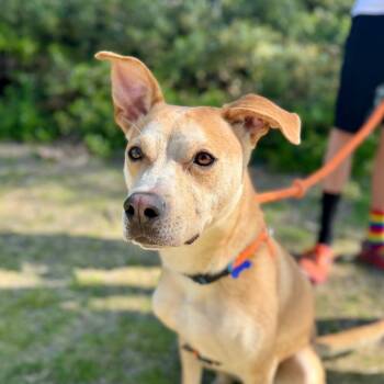 Rescue Labrador Retriever Dogs for Adoption in Chino Hills, California - BamBam(C000-624) -*By Appointment* | PetCurious