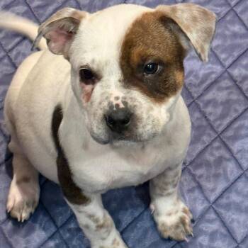 Mixed Breed Dogs Available for Adoption in Buffalo, Minnesota - Load | PetCurious