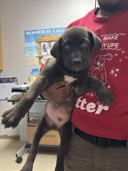 MILO -  Labrador Retriever Dog for Adoption in Killeen, Texas - MILO | PetCurious