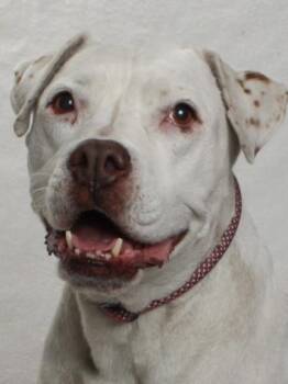 Rescue Pit Bull Terrier and American Bulldog Dogs for Adoption in Burbank, California - NUTMEG | PetCurious