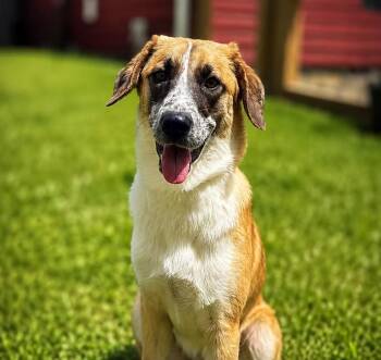 Charlotte -  Hound Dog for Adoption in Shinnston, West Virginia - Charlotte | PetCurious