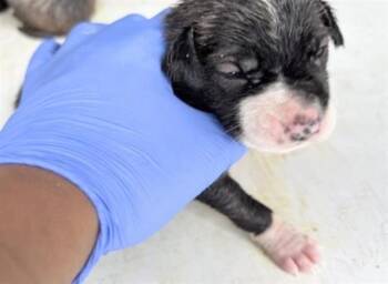 A657314 -  Australian Kelpie Dog for Adoption in Houston, Texas - A657314 | PetCurious