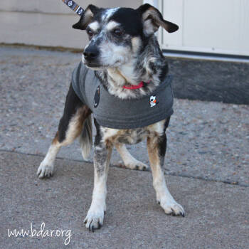 Rescue Mixed Breed Dogs for Adoption in Cheyenne, Wyoming - Panda | PetCurious