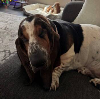 Susie -  Basset Hound Dog for Adoption in Auburndale, Florida - Susie | PetCurious