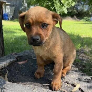 Terrier Dogs Available for Adoption in Sonoma, California - Orange | PetCurious