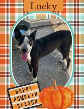 Rescue Australian Cattle Dog Blue Heeler Dogs for Adoption in Ringwood, New Jersey - Lucky | PetCurious