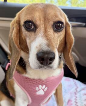 Sydney -  Beagle Dog for Adoption in South Plainfield, New Jersey - Sydney | PetCurious