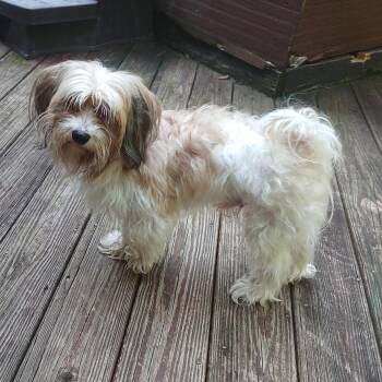 Jerry -  Shih Tzu and Terrier Dog for Adoption in Sylva, North Carolina - Jerry | PetCurious