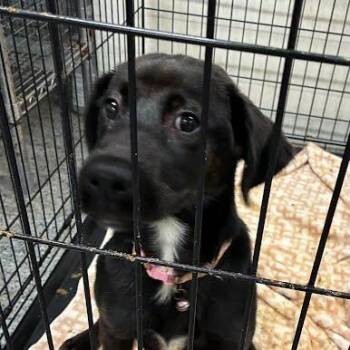 Sadie -  Mixed Breed Dog for Adoption in Jeffersonville, Indiana - Sadie | PetCurious