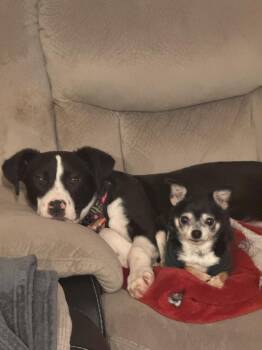PATCHES -  Pit Bull Terrier and Australian Cattle Dog Blue Heeler Dog for Adoption in Broomfield, Colorado - PATCHES | PetCurious