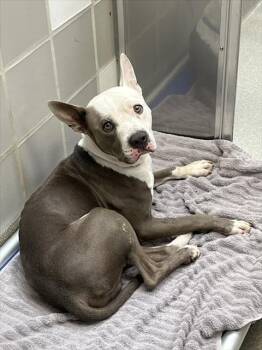BLUE -  Pit Bull Terrier Dog for Adoption in Las Vegas, Nevada - BLUE | PetCurious